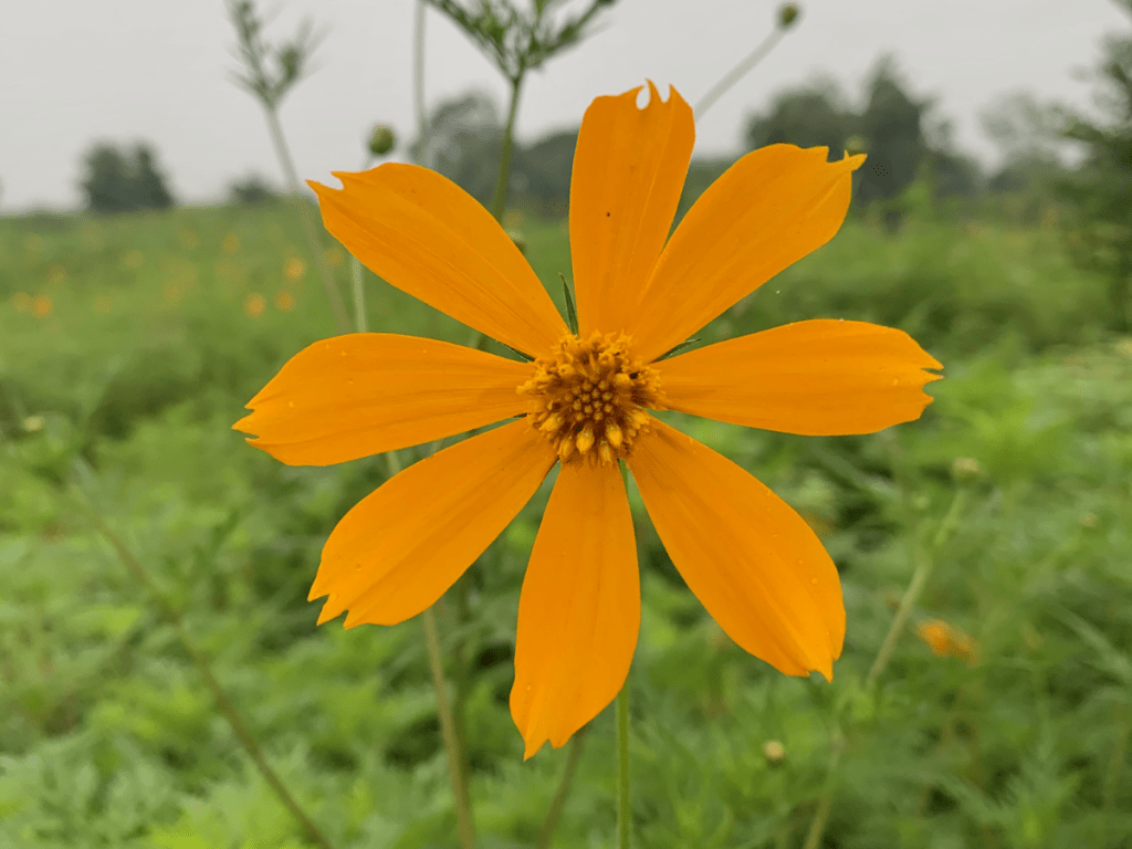 Bright Yellow Flower