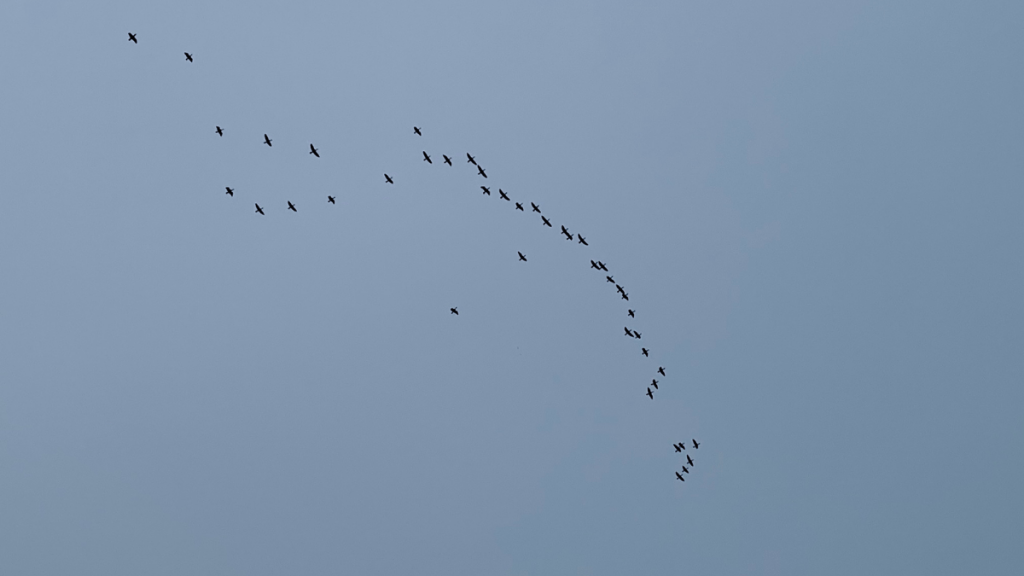 Migrating Birds